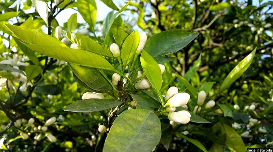 The “Naranj Festival and Poetry Gathering” in Nangarhar province has been postponed until further notice.