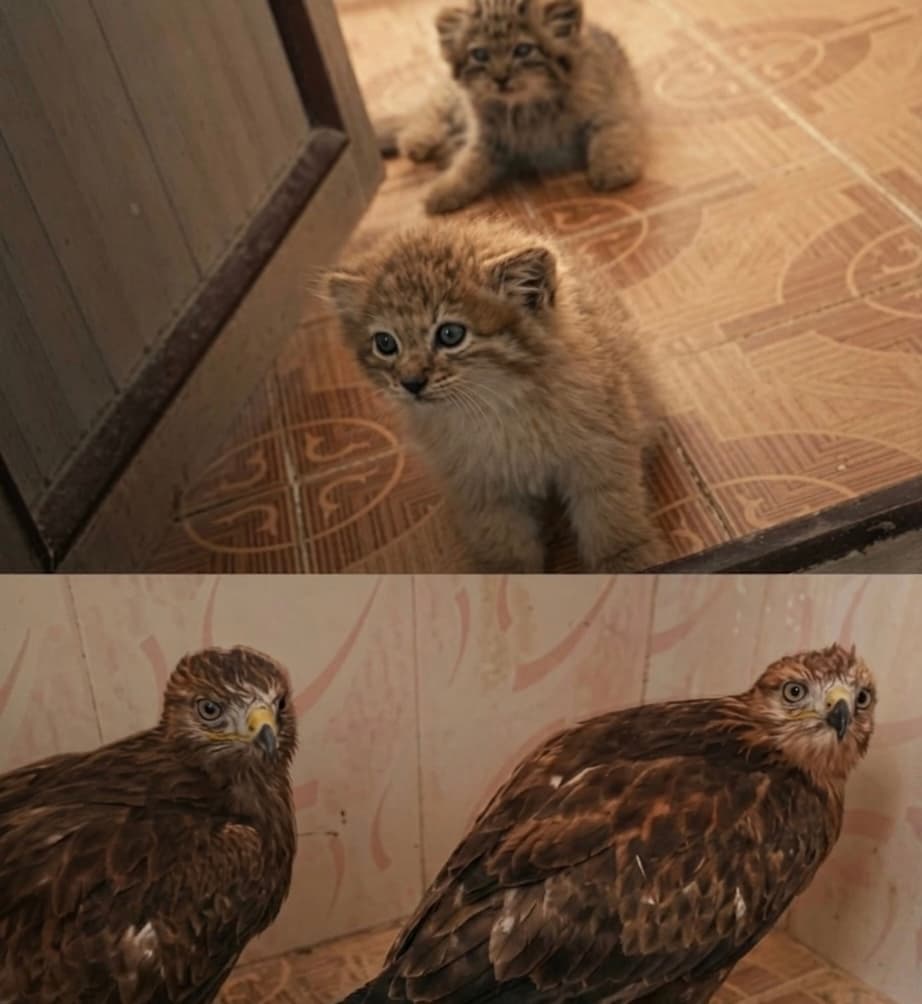 Taliban: Two leopard cubs have been rescued from poachers in Parchaman District, Farah Province.