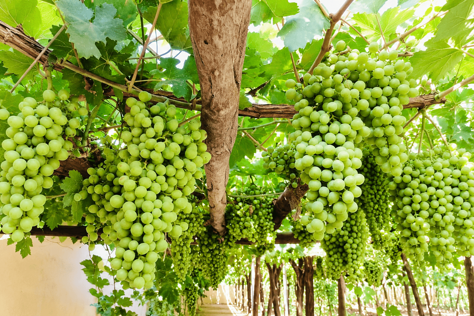 More than 1,000 hectares of modern commercial orchards have been established in Herat.