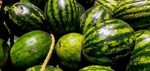 حاصلات تربوز در لوگر افزایش یافته است.