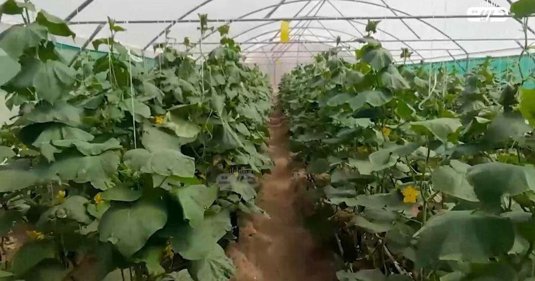 طالبان: برای توسعه سکتور زراعت در بغلان، ۲۵۰ گلخانه ساخته شده است.