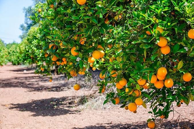 In Nangarhar, citrus orchards have been established on 22,000 jeribs of land.
