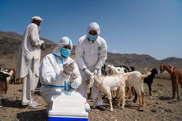 In the past two years, more than 9 million animals have been vaccinated in Afghanistan.