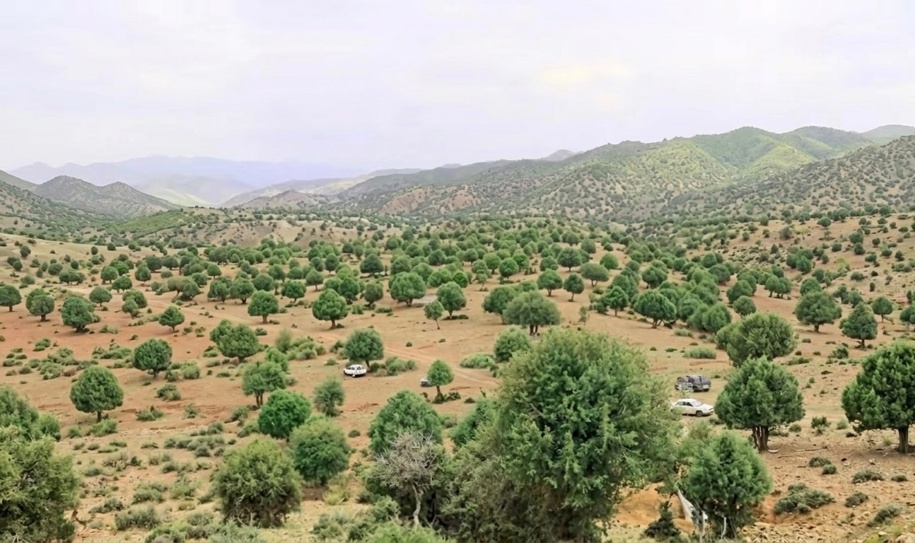 گزارش؛ پوشش جنگلى افغانستان از سال ٢٠١١ تا اكنون ۳۵ درصد افزايش يافته است.