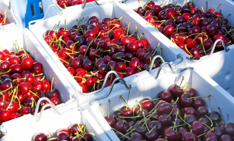 This year, the cherry harvest in Panjshir province has reached 130 metric tons.