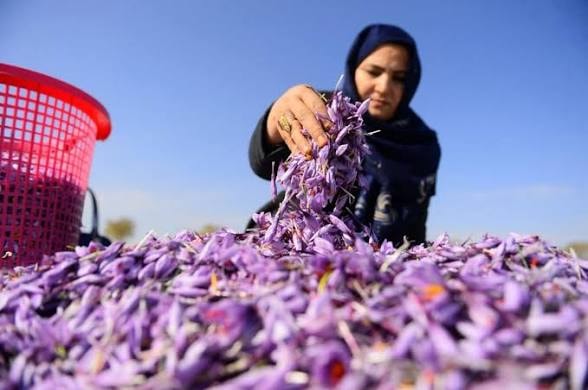 هراتي زعفران په نريوالو بازارونو كې لس سلنه زيات پلورل شوي.